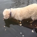 原以为这只黄金猎犬正再犹豫要不要下水，但几秒后我才知道，牠竟然有这么强的功夫啊!