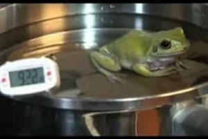 「溫水煮青蛙」的故事究竟是真的嗎？國外網友的實驗結果出爐！青蛙竟然...