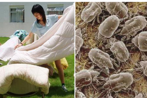 震驚！每天都有600萬隻蟎蟲陪你睡，90%的人不知道「曬棉被其實無法消滅它們，真正的殺蟎祕訣是． 快分享出去，不要再跟蟲子抱著睡了