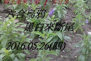 5月26日 六合烏鴉黑白來斷尾