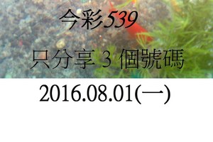 8月1日  今彩539  如魚得水  黑白報報