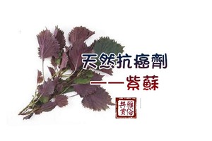 天然抗癌劑——紫蘇  可以試試~