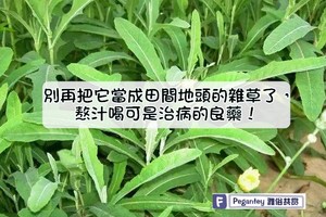 【中醫說】別再把它當成田間地頭的雜草了，熬汁喝可是治病的良藥！