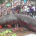 越南地底挖出巨型生物！！到底是什麼怪物阿？？（視頻）