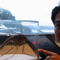 超不可思議！竟然有「蚊子比龍蝦還要大」！！全球被捕獲的9種超巨大怪獸！竟然個個都…實在太令人震驚了！ ！！