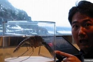 超不可思議！竟然有「蚊子比龍蝦還要大」！！全球被捕獲的9種超巨大怪獸！竟然個個都…實在太令人震驚了！ ！！