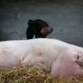 體重千公斤的豬，這豬成精了吧