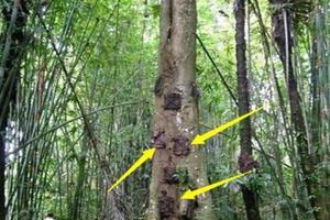 印尼傳統樹葬，死後被封進大樹裡面