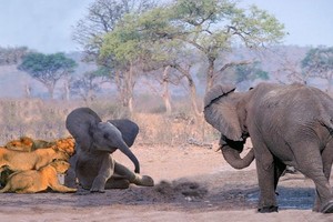 獅子和小象發生衝突，母象媽媽衝過來那一幕，下場慘不忍睹