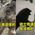 想必哈士奇大家都不陌生吧，是狗狗中著名的「二貨」，要知道二也是一種生活，二也是一種生活態度啊！！！