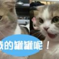 人忘了買罐罐，整隻貓都抓狂了！讓網友忍不住幫它開發內心戲~~