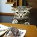 貓咪想偷吃桌子上的美味被主人教訓後的表情絕了