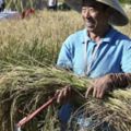 中國創新研發！！鹽鹼地培育種高產量的海水稻成功！！數億畝鹽鹼地有望成糧倉！解決世界缺糧缺水問題！！