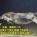 波特蘭動物園發起超幽默「動物網購式評論」沒想到下一秒在推特掀起一股玩風！