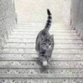 心理學：這只貓咪在上樓還是在下樓？一秒測你是情商高還是智商高