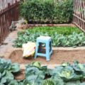 院裡種上各種蔬菜瓜果，一排排的小菜園成了生態蔬菜觀光園。