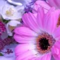 心理測試：憑感覺選一朵喜歡的花，測試你對愛情是執著還是灑脫？