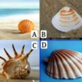 選擇一個貝殼，測你最近愛情運勢如何？