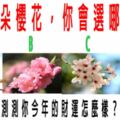 心理測試：四朵櫻花，你會選哪朵？測測你今年的財運怎麼樣？