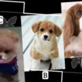 你最喜歡哪隻寵物狗？測你背後誰在算計你？