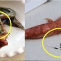 「蝦背上的黑線」有多髒？必須去掉嗎？吃蝦前必知這5個真相！