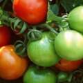 菜市場裡發青的西紅柿能不能買？如果還沒成熟，生吃熟吃都不建議