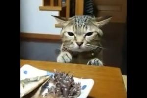 貓咪想偷吃桌子上的美味被主人教訓後的表情絕了