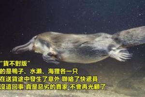 波特蘭動物園發起超幽默「動物網購式評論」沒想到下一秒在推特掀起一股玩風！