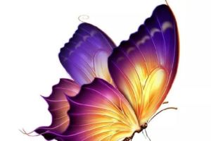 心理測試：哪一隻蝴蝶畫的最美，測你會和現在的另一半共度餘生嗎?