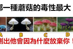 哪一種蘑菇的毒性最大？測出他會因為什麼放棄你！