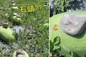 從小吃到大「西瓜上為何壓石頭？」一顆顆超詭異...瓜伯揭曉答案網驚：不科學