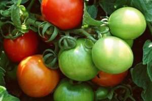 菜市場裡發青的西紅柿能不能買？如果還沒成熟，生吃熟吃都不建議