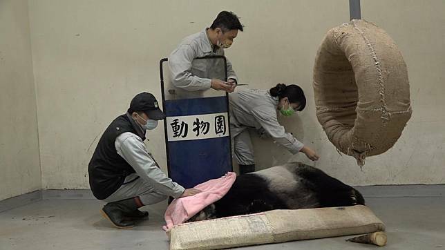 貓熊團團在昨連續出現4次癲癇。(圖/動物園提供)