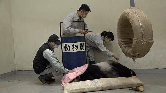 貓熊團團在昨連續出現4次癲癇。（圖／動物園提供）