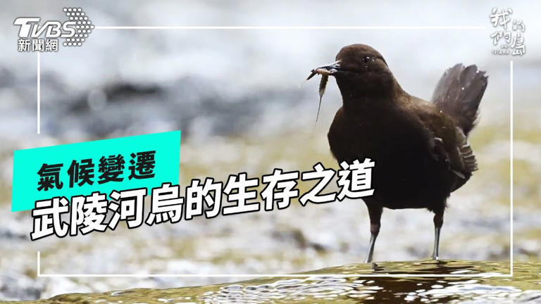 《武陵河烏啟示》透過長期監測,探索河烏與天敵、暖化及颱風的關係(圖/路透社) 《武陵河烏啟示》透過長期監測,探索河烏與天敵、暖化及颱風的關係(圖/路透社)