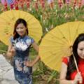 法媒稱旗袍代表「華人女性的美」如今卻主要在婚禮上穿