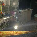 新莊非法繁殖場大火救出52品種犬「聲帶遭割」　動保處重罰114萬