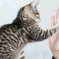 貓咪用爪子「扒拉」你，其實是想告訴你這幾件事