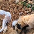 2隻狗狗被毒殺，黃狗守著同伴屍體不肯離去：都曾是流浪的小可憐
