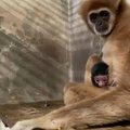 母猿「獨居5年」突產子　動物園嚇傻！追查2年DNA鑑定曝生父真相
