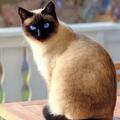 暹羅貓：最受歡迎的貓品種之一，這麼特殊的名字是怎麼來的呢