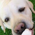 狗狗夏天可以吃冰激凌嗎？