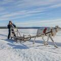 北方寒冷的守護者，雪橇犬在瑞典文化中，產生了怎麼樣的影響？