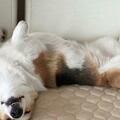 狗狗喜歡露肚子睡覺，你知道為什麼嗎？