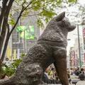 日本「忠犬八公」冥誕100歲，澀谷站周邊大屏每隔15分鐘播放一次秋田犬的影像