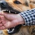 十年前被狗咬過，還會得狂犬病嗎？狂犬疫苗竟然能「治療」狂犬病