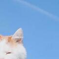 貓冠狀病毒在賽普勒斯島肆虐，致死率接近90%