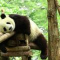 大熊貓能打得過藏獒嗎？為什麼？
