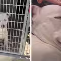 聽障犬24小時內將被安樂！最後一刻奇蹟發生