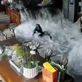 魚缸突爆裂　價值百萬名貴魚全噴飛